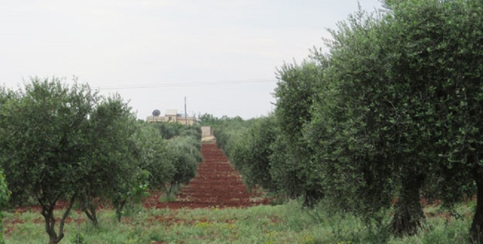 Plana dewleta Tirk a ji bo talankirina zeytûnên Efrînê