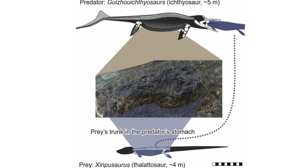 Guizhouichthyosaurus zindiyên bi qasî xwe dixwar