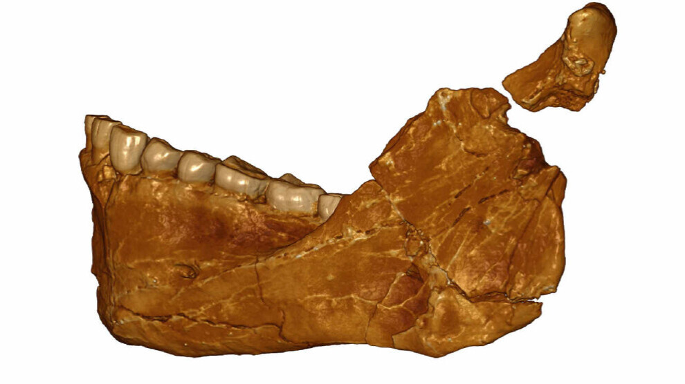Neandertal dibe ku hîn zûde tune bû bin