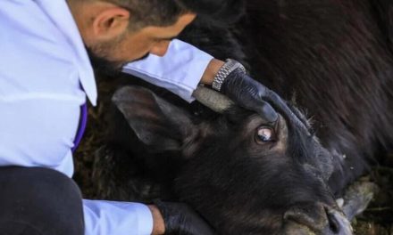 Li Iraqê ji ber nexweşiya Kirim-Kongoyê 7 kesan jiyana xwe ji dest dan